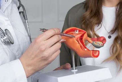 Gynaecologist explaining the uterus during a hysterectomy consultation
